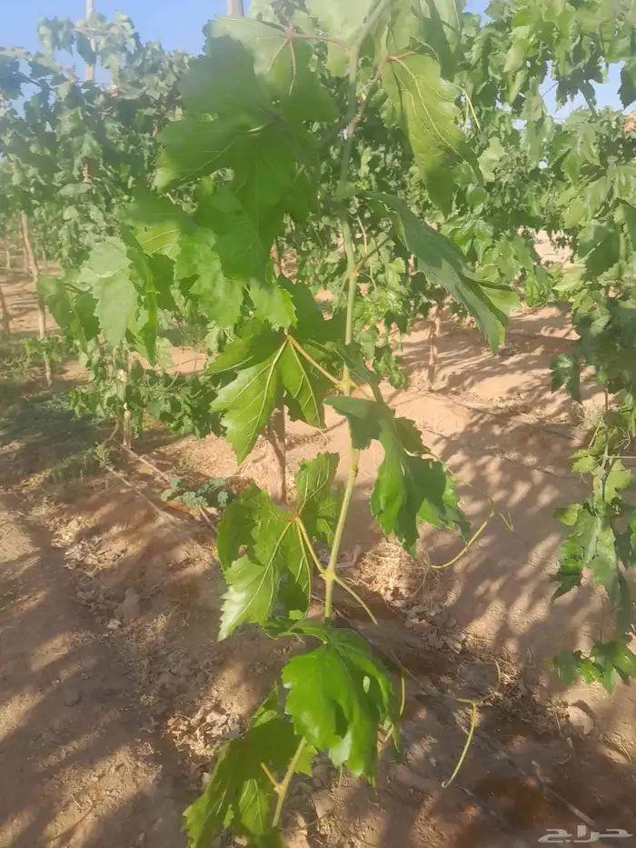 ورق عنب ناعم كميات 1