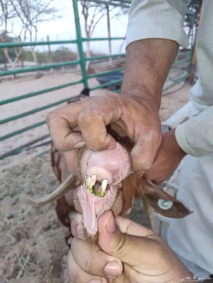 عنز مشروكه حليب 3