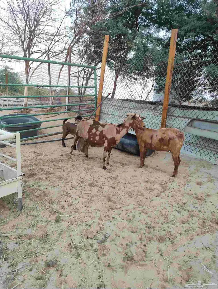 عنز مشروكه حليب 4