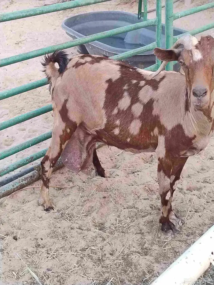 عنز مشروكه حليب 1