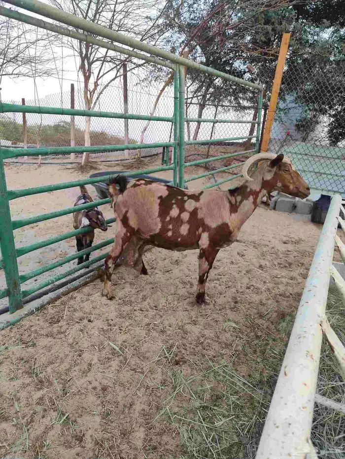 عنز مشروكه حليب 0