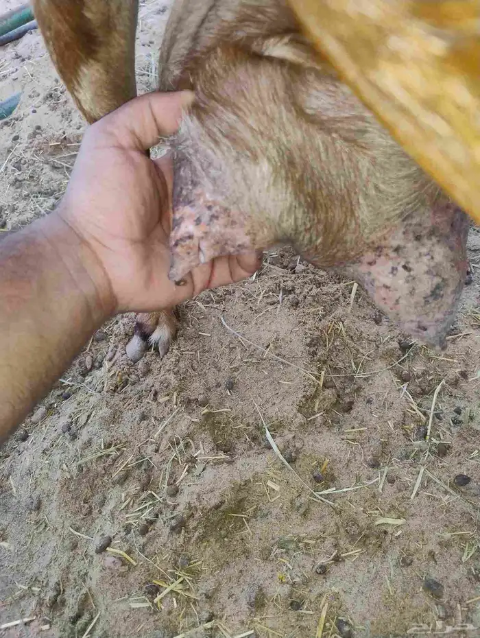 عنز مشروكه حليب 2