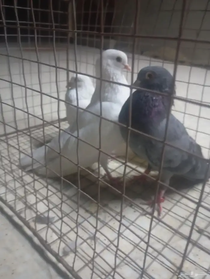 حمام صنعاوي ذكور خمس حبات جاهزين باقي اثنين ماصورتهم 0