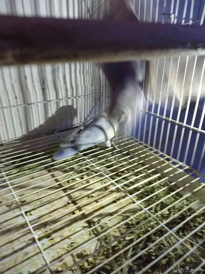 السلام عليكم للبيع جوز روز منتج لون ابيض وازرق 7