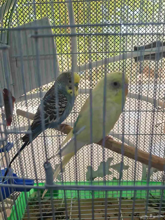 طيور زينه طيور حب 1