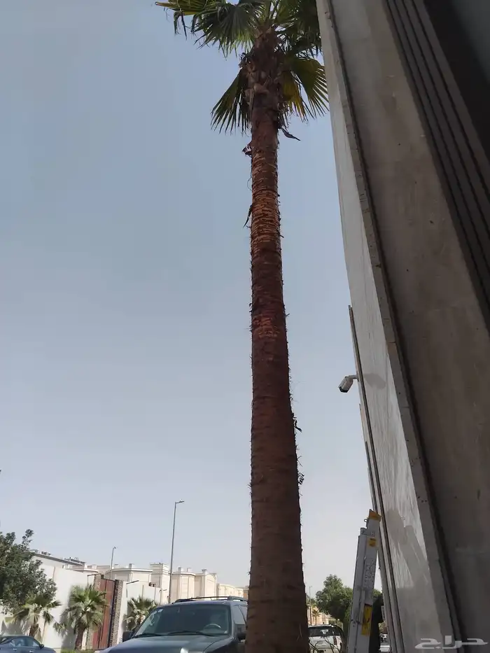 مشتر تنسيق وحطائي 100  شغل عالي جدا 9