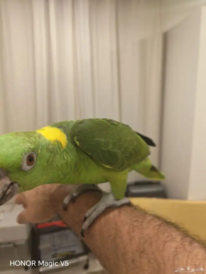 امزوني يلوناب للبيع 4