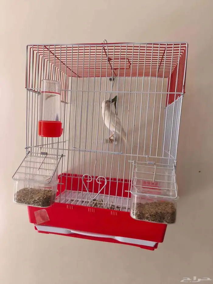 ذكر كناري جاهز تغريد نااار 1