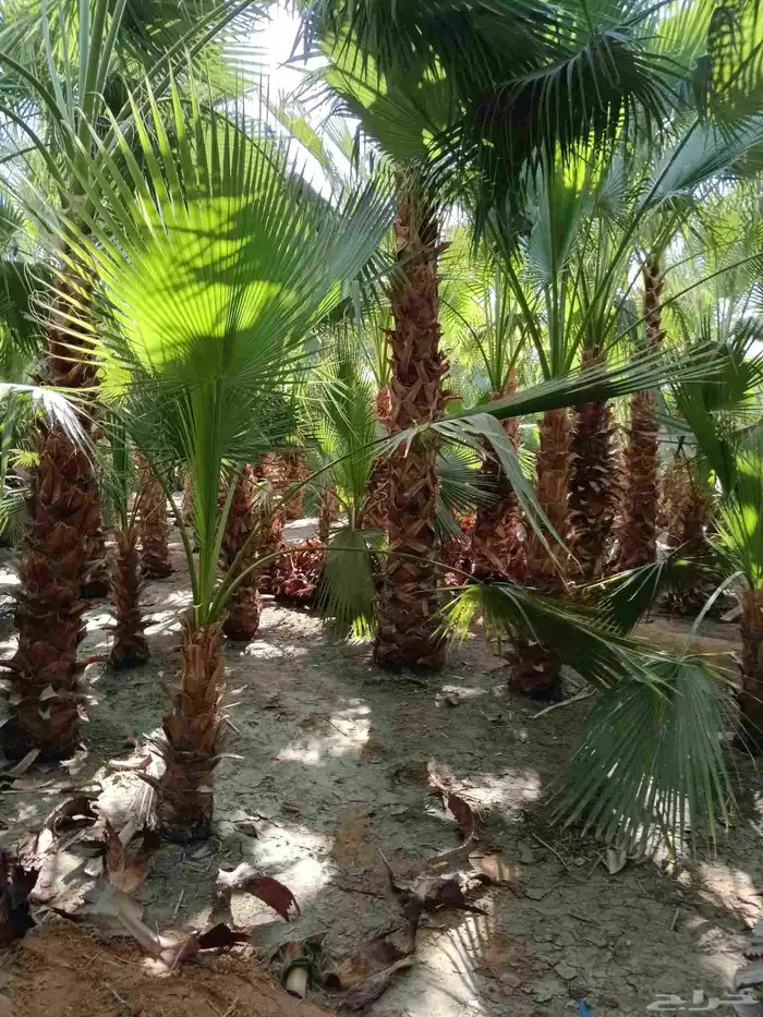 نخيل واشنطن زينه توريد وزراعه جميع المقاسات 1