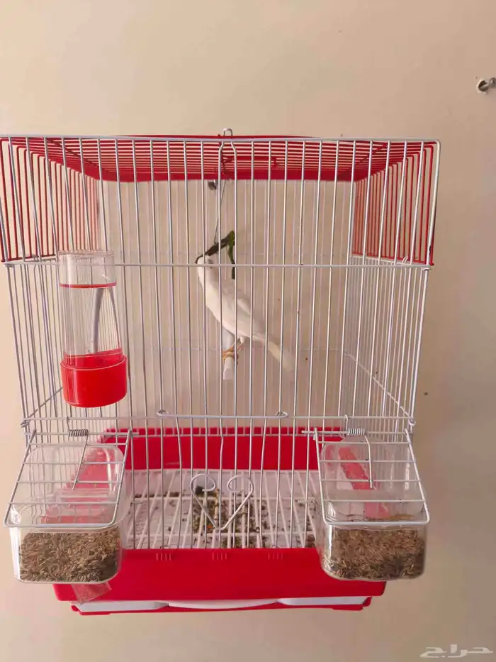 ذكر كناري جاهز تغريد نااار 0