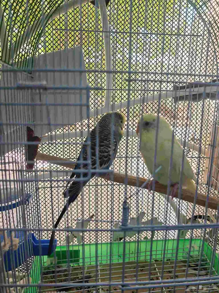 طيور زينه طيور حب 0