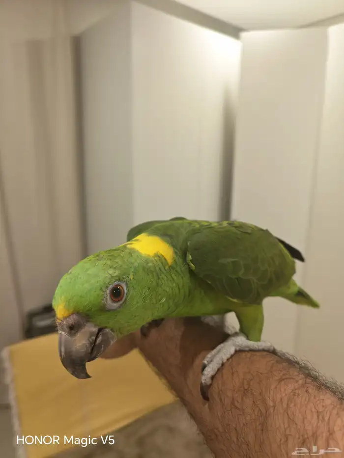 امزوني يلوناب للبيع 3