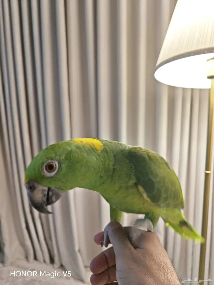 امزوني يلوناب للبيع 9