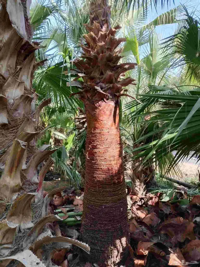 نخيل واشنطن زينه توريد وزراعه جميع المقاسات 0