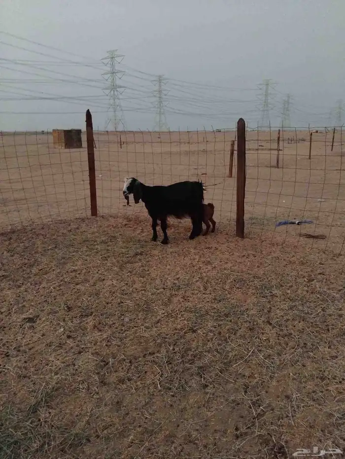 عنزه عرضيه خلفه 0