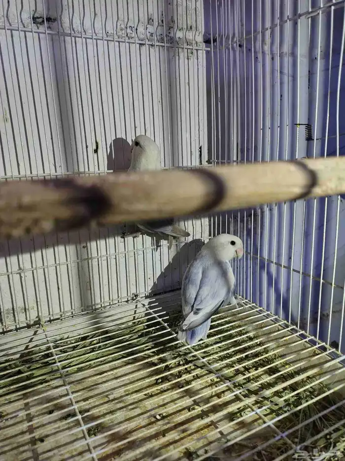 السلام عليكم للبيع جوز روز منتج لون ابيض وازرق 0