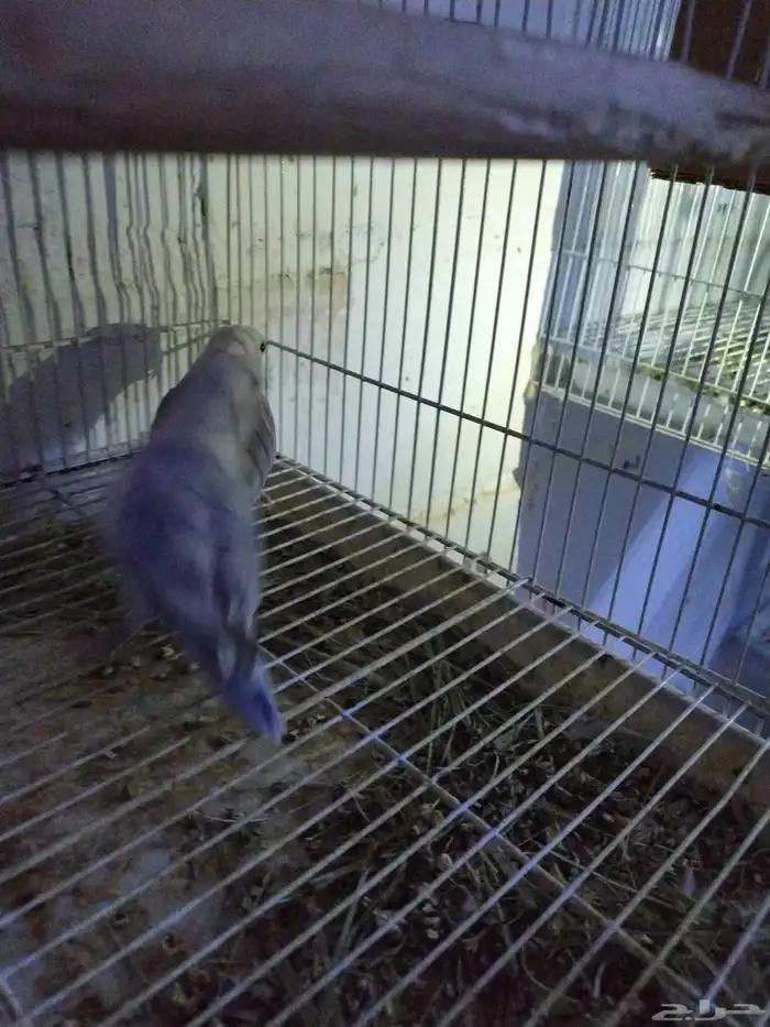 السلام عليكم للبيع جوز روز منتج لون ابيض وازرق 4