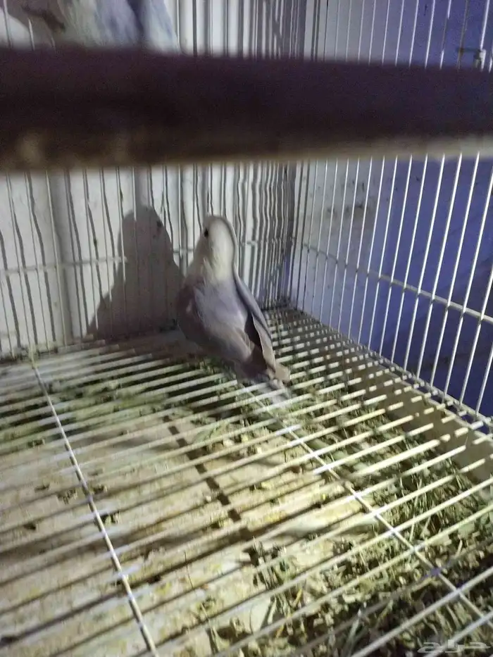 السلام عليكم للبيع جوز روز منتج لون ابيض وازرق 5