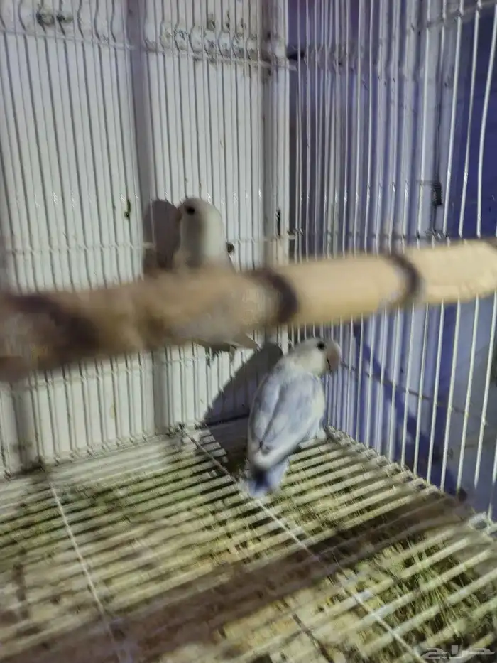 السلام عليكم للبيع جوز روز منتج لون ابيض وازرق 1