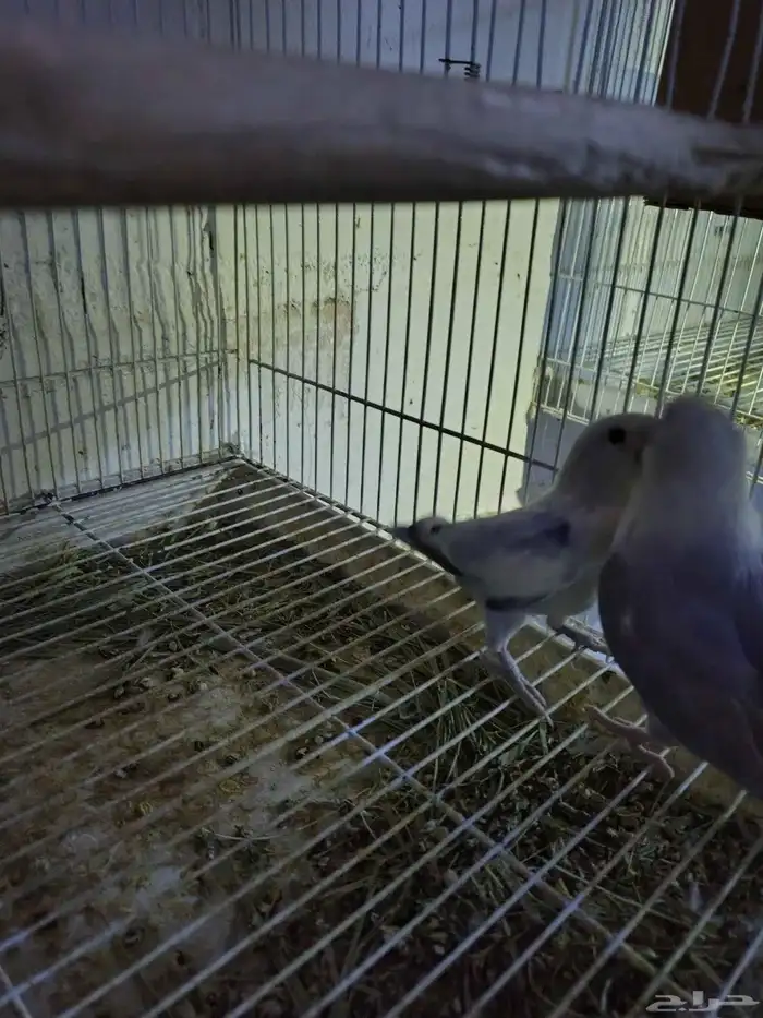 السلام عليكم للبيع جوز روز منتج لون ابيض وازرق 3