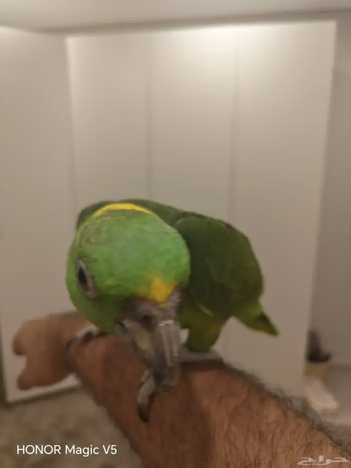 امزوني يلوناب للبيع 2