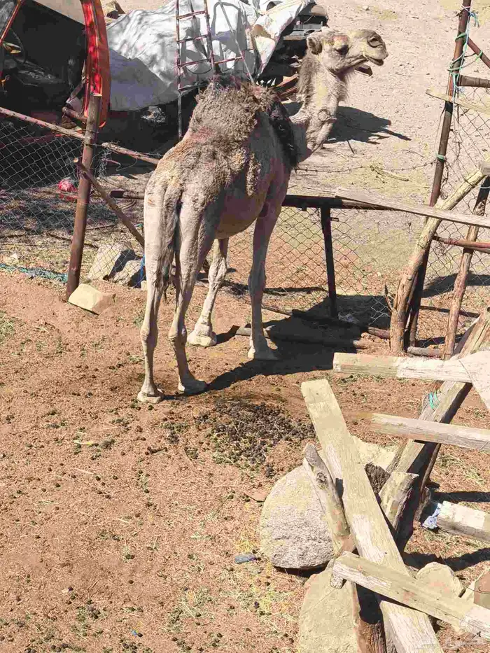 ناقه شماليه للبيع حايل لقحه حشوا بكره بعير 10