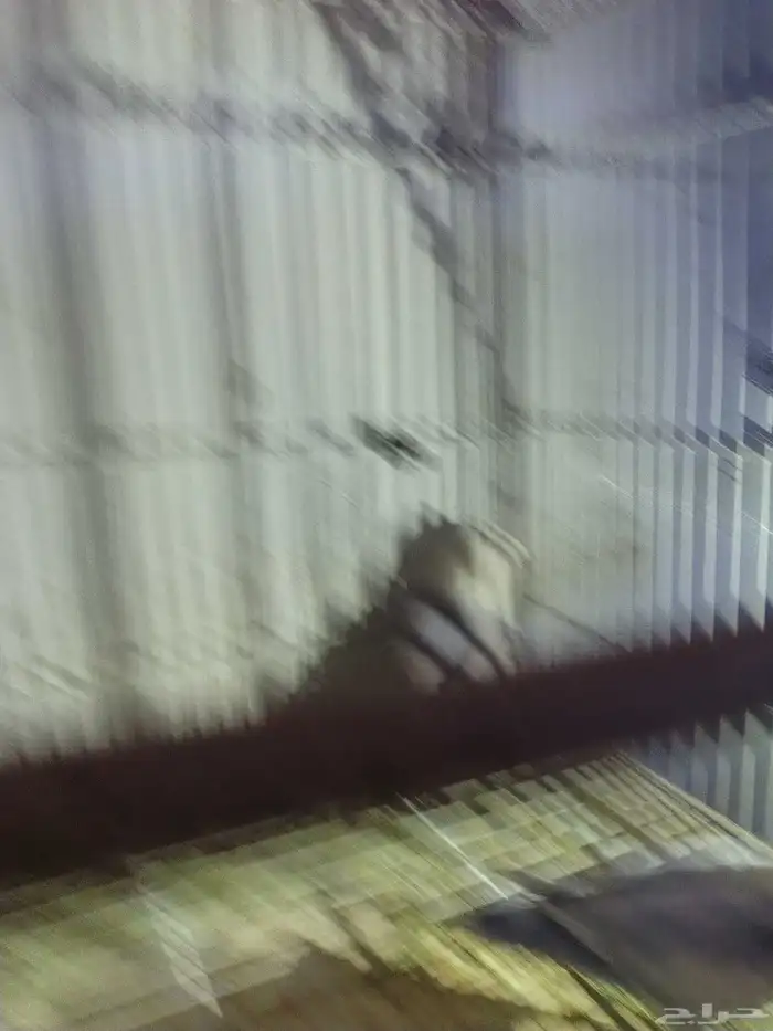 السلام عليكم للبيع جوز روز منتج لون ابيض وازرق 6