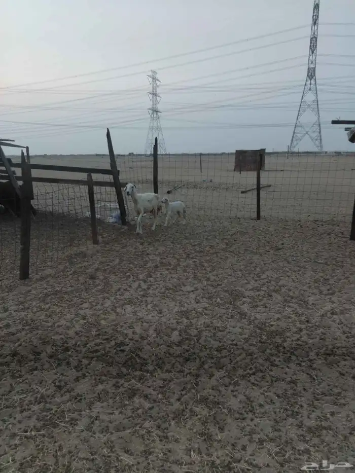 نعجه خلفه حريه 0