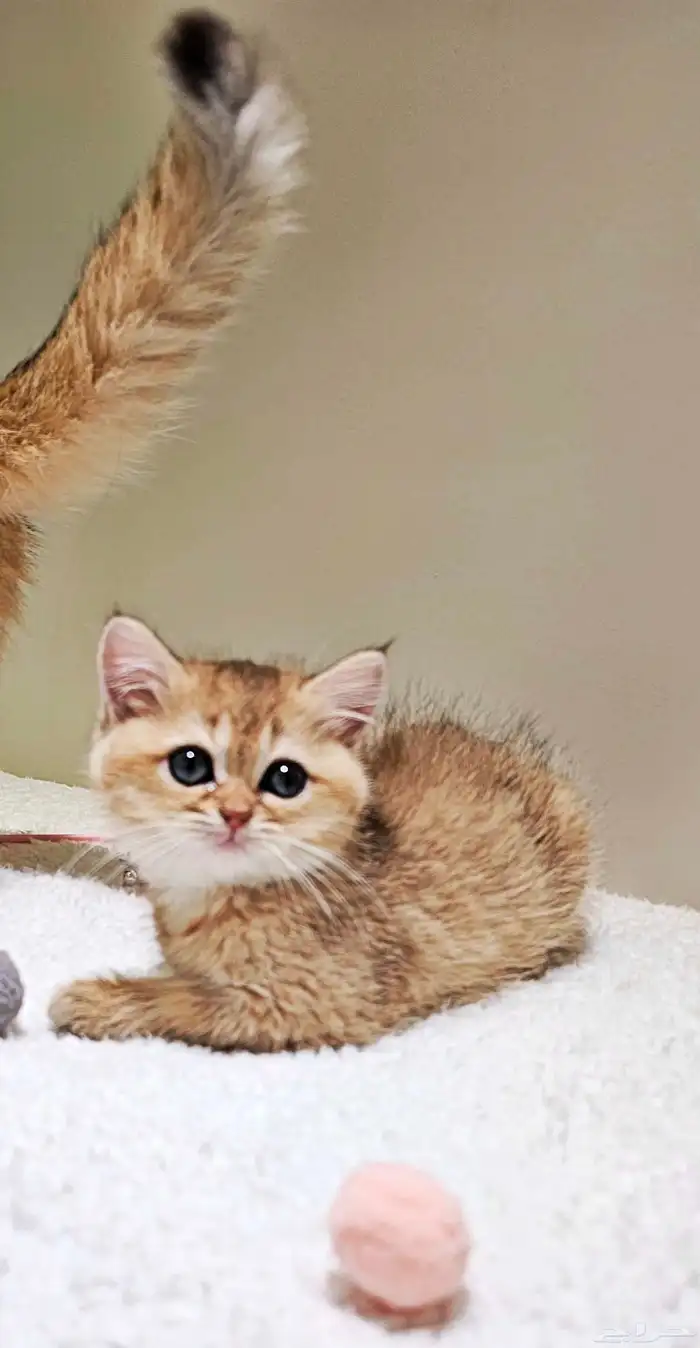 قطط سكوتش كتن وكبير للبيع 8