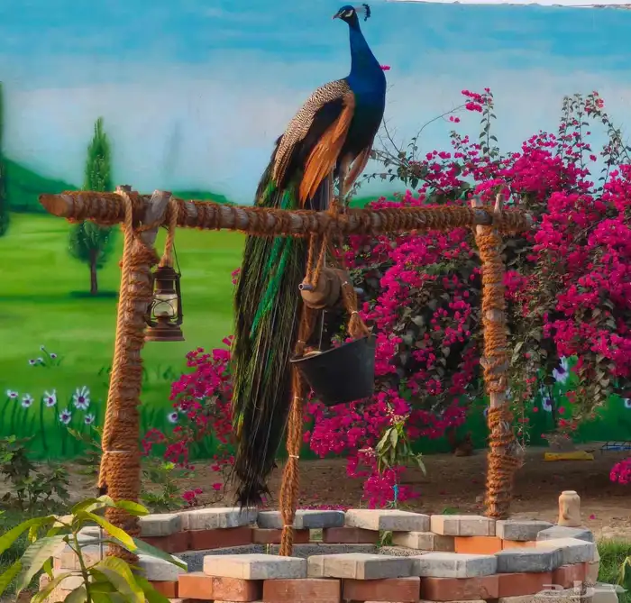 عرض ملك الطيور 6