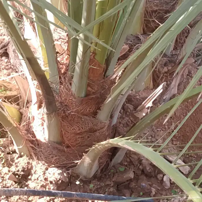 نخل فسايل طيبه 1