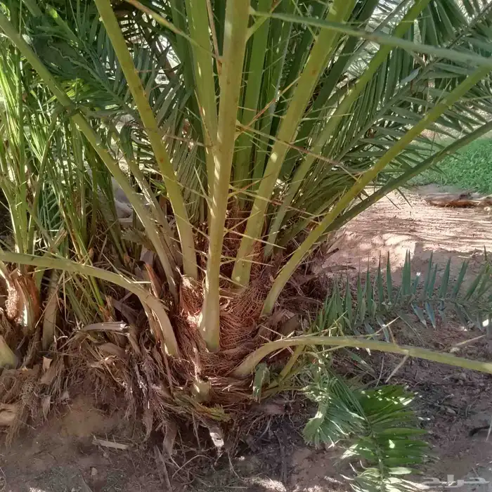 نخل فسايل طيبه 0