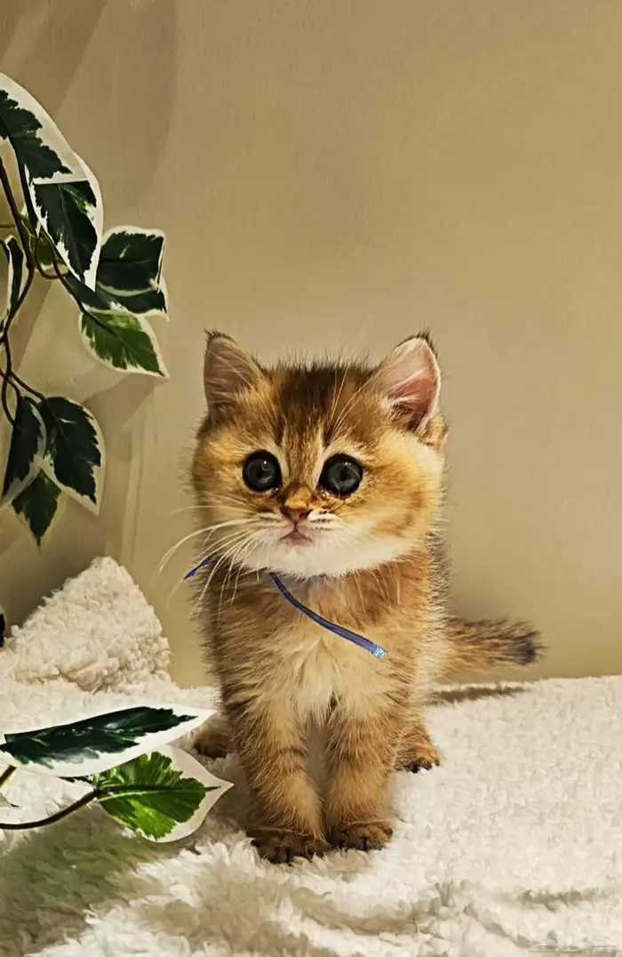 قطط سكوتش كتن وكبير للبيع 2