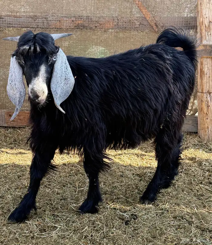 تيس ذبيحة ثلاجة 3