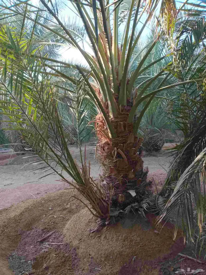 نخل مثمر جميع الانواع 1