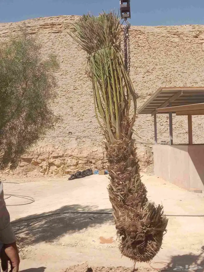 توريد وزراعة جميع انواع النخيل الزينة والمثمرة في الدلم 4