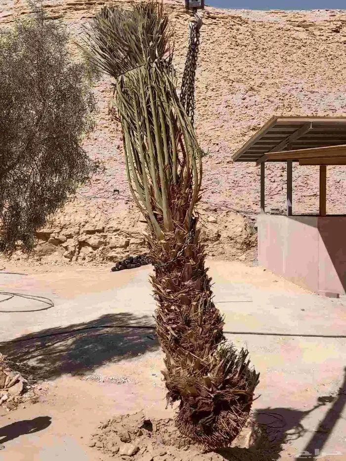 توريد وزراعة النخيل في الجلة وتبراك 7