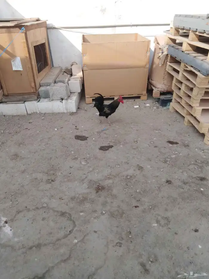 ديك وثنتين دجاج بلدي انتاج حضان 2