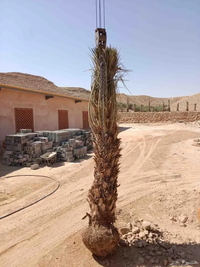 توريد وزراعة النخيل المثمرة نقائل وفسائل في الرياض 5