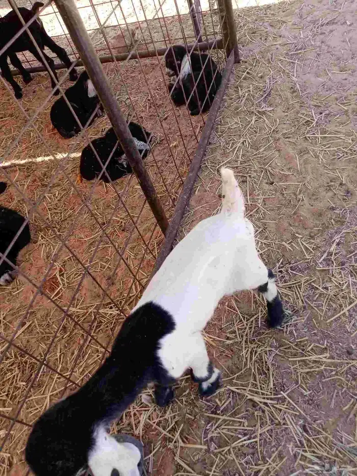 عنز حدره تيس عمره ربيعيه عمر التيس خمس ايام 3