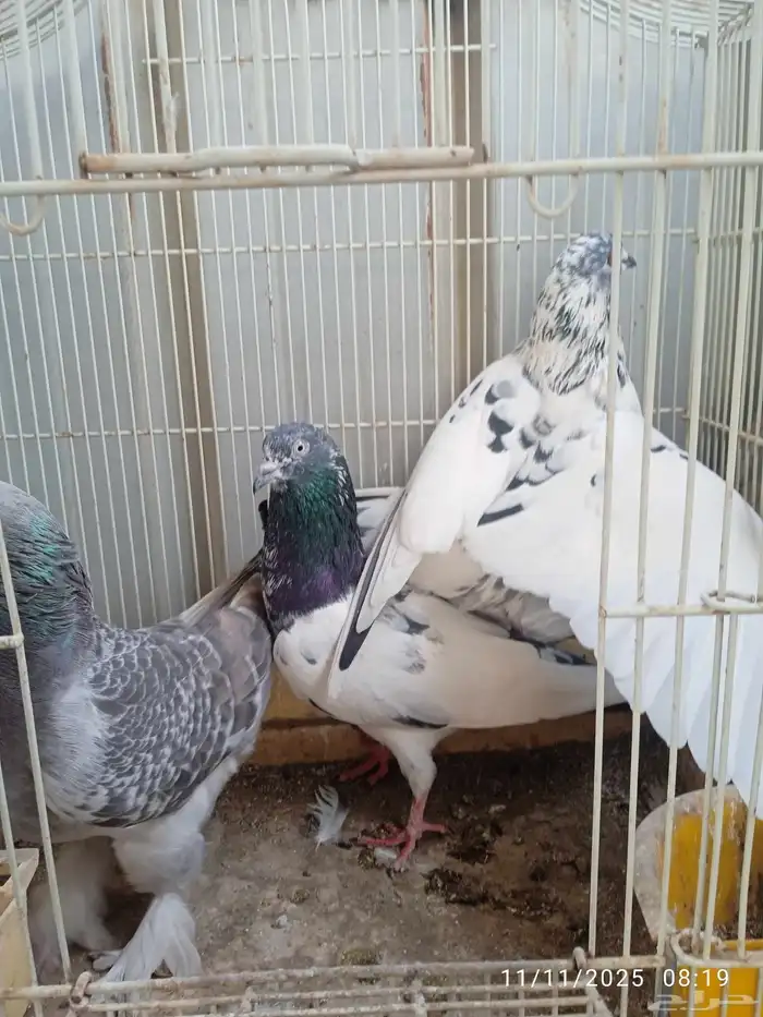 حمام فرنسي و باكستاني و تركي 6