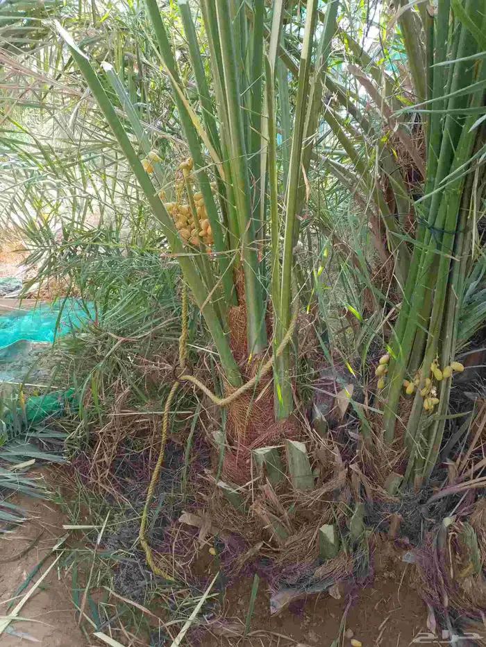 نخل مثمر جميع الانواع 2