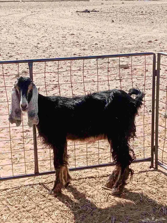 عنز حدره تيس عمره ربيعيه عمر التيس خمس ايام 1