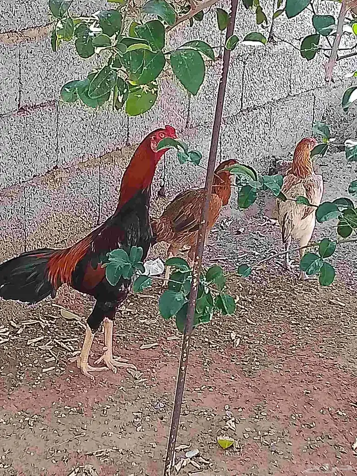 طقم دجاج باكستاني 1