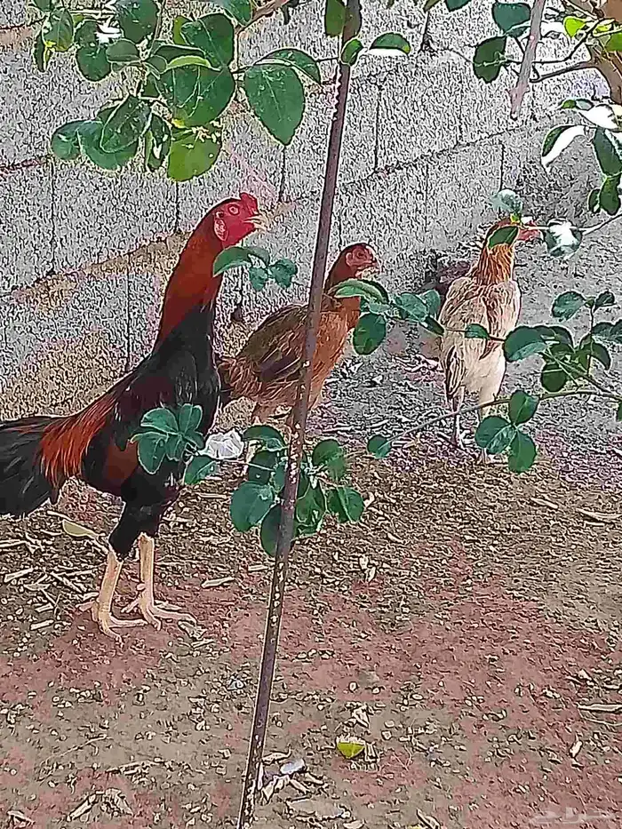 طقم دجاج باكستاني 2