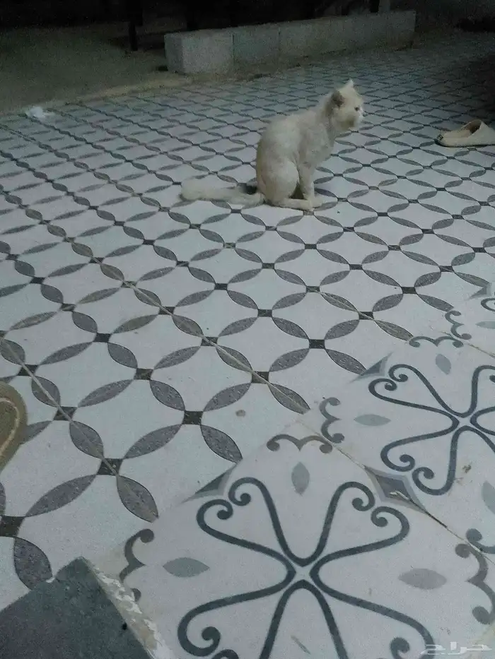 قطع للبيع السعر 200 1