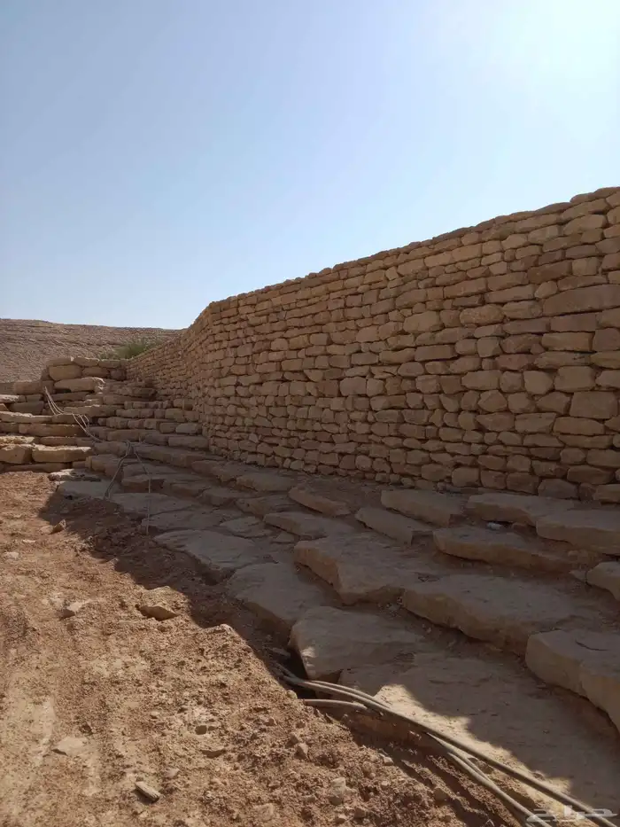 توريد وزراعة جميع انواع النخيل الزينة والمثمرة 6