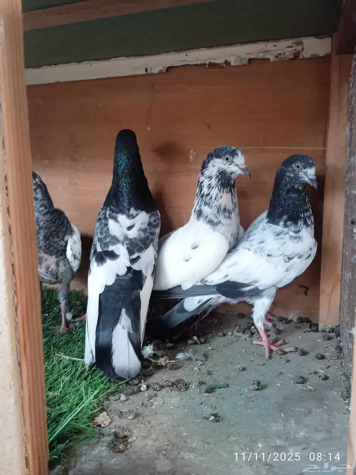 حمام فرنسي و باكستاني و تركي 4