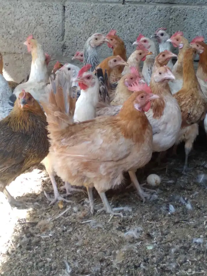 دجاج بلدي بياض 2