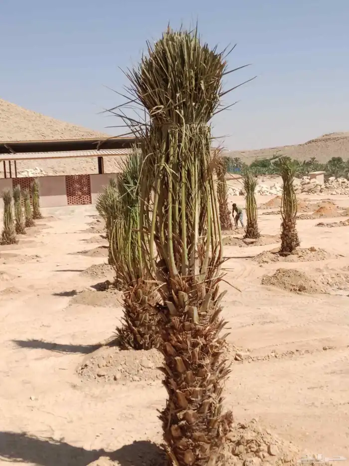 توريد وزراعة جميع انواع النخيل الزينة والمثمرة 5